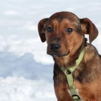 Jando möchte sein Herz verschenken..., Hund zur Adoption