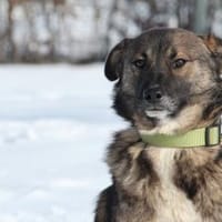 Juli sucht liebevolle Familie..., Hund zur Adoption