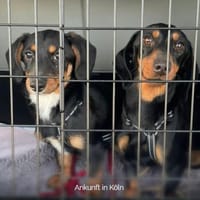 ❤ Sweetie & Bella ❤ vereinte Seelchen, Hündin zur Adoption