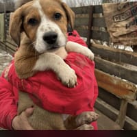 Welpe Snoopy und seine 4 Geschwister, Hund zur Adoption