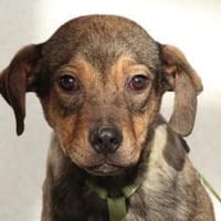 Mel möchte mit Dir die Welt entdecken., Hund zur Adoption