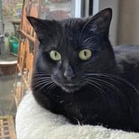 Kleine Giorgina wünscht sich Familie, Katze zur Adoption