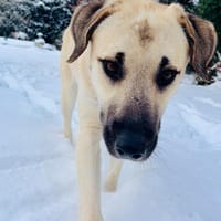 Ermes, Hund zur Adoption