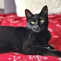 Claudia sucht schönes Zuhause, Katze zur Adoption