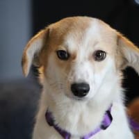 Rumi sucht ihre Lieblingsmenschen..., Hündin zur Adoption