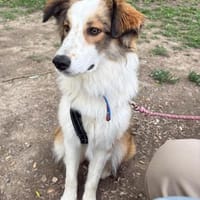 Junge Mira -  bereits in Bayern, Hündin zur Adoption