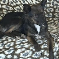 Berta sucht ein liebevolles Zuhause, Hündin zur Adoption