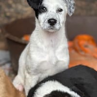 Welpe nala und 4 Geschwister, Hündin zur Adoption