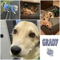 GRADY * kleiner Kämpfer großes Herz, Hund zur Adoption
