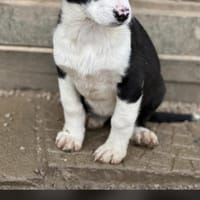 Welpe Teddy und seine 4 Geschwister, Hündin zur Adoption