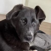 Schäfi-Mix-Schnute♥Jasper♥50127 Bergheim, Hund zur Adoption