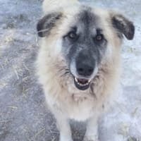 Kuschelbär Peter, Hund zur Adoption