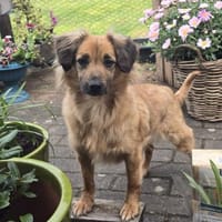 Kleine ängstliche Hope sucht Sicherheit, Hündin zur Adoption