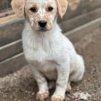 Welpe Balu und seine 4 Geschwister, Hund zur Adoption