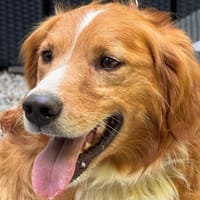 Moritz sucht seine Menschen..., Hund zur Adoption