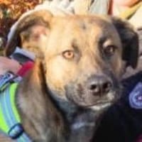 Orso, Hund zur Adoption