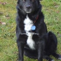 Charlie sucht liebe Menschen, Hund zur Adoption