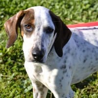 Rais, Hund zur Adoption