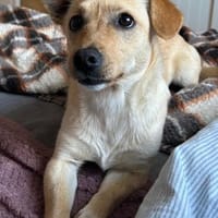 Mira 💗 wartet in 48153 Münster, Hündin zur Adoption