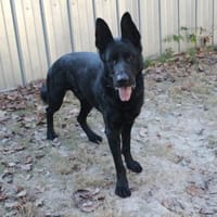 Timo su. Menschen mit Geduld, Hund zur Adoption