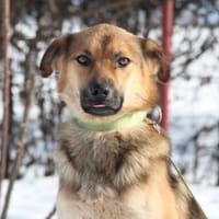 Janni sucht sein zu Hause..., Hund zur Adoption