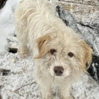 Paulo, 3 Jahre alt, Hund zur Adoption