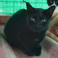 Beltzi sucht sein Glück bei Dir, Kater zur Adoption