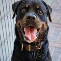 Giovanni, Hund zur Adoption