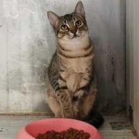 Paige, Katze zur Adoption