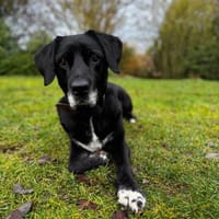 Chérie, Hündin zur Adoption