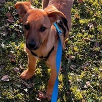Hundebaby Berno, Hund zur Adoption