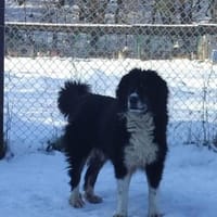 Lady India, Hündin zur Adoption