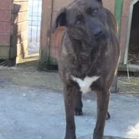 Freundliche Dotti sucht dich, Hündin zur Adoption