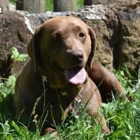 EMMA & EMILIA, Hündin zur Adoption