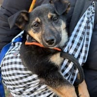 Elke 💗 wartet in 45259 Essen, Hündin zur Adoption