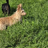 Mayim auf Pflegestelle, Hündin zur Adoption