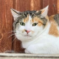 Ginger, Katze zur Adoption