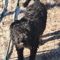 Milla, schwarzer Wuschel möchte Zuhause, Hündin zur Adoption