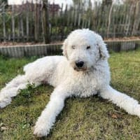 Havas - nicht unbedingt ein Kinderfreund, Hund zur Adoption