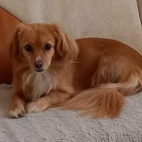 Semmel - Die Kleine Zuckerpuppe 💕, Hündin zur Adoption