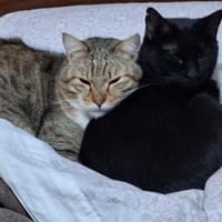 Gildo und Pink - eine Tierheimliebe, Kater zur Adoption