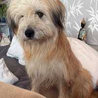 Quirlige Flitzpiepe Paula, Hündin zur Adoption