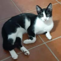 Freddy schnurrt mit Begeisterung, Kater zur Adoption