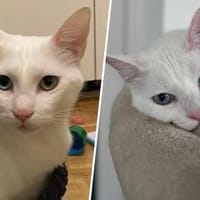 Moon & Bowie, Kater zur Adoption