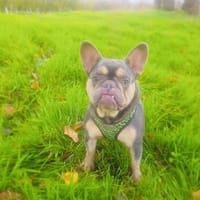 Französische Bulldogge Fleur, Hündin zur Adoption