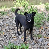 Freddy, Hund zur Adoption