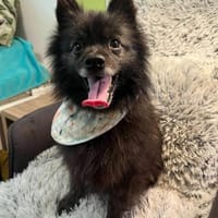 Pacoherzlicher Rüde für ruhige Menschen, Hund zur Adoption