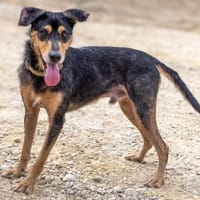 Ario - freundlich und menschenbezogen, Hund zur Adoption