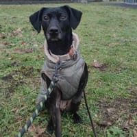 die aktive Luna wartet auf eine 2.Chance, Hündin zur Adoption