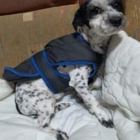 Henry, hätte gerne ein Zuhause, Hund zur Adoption